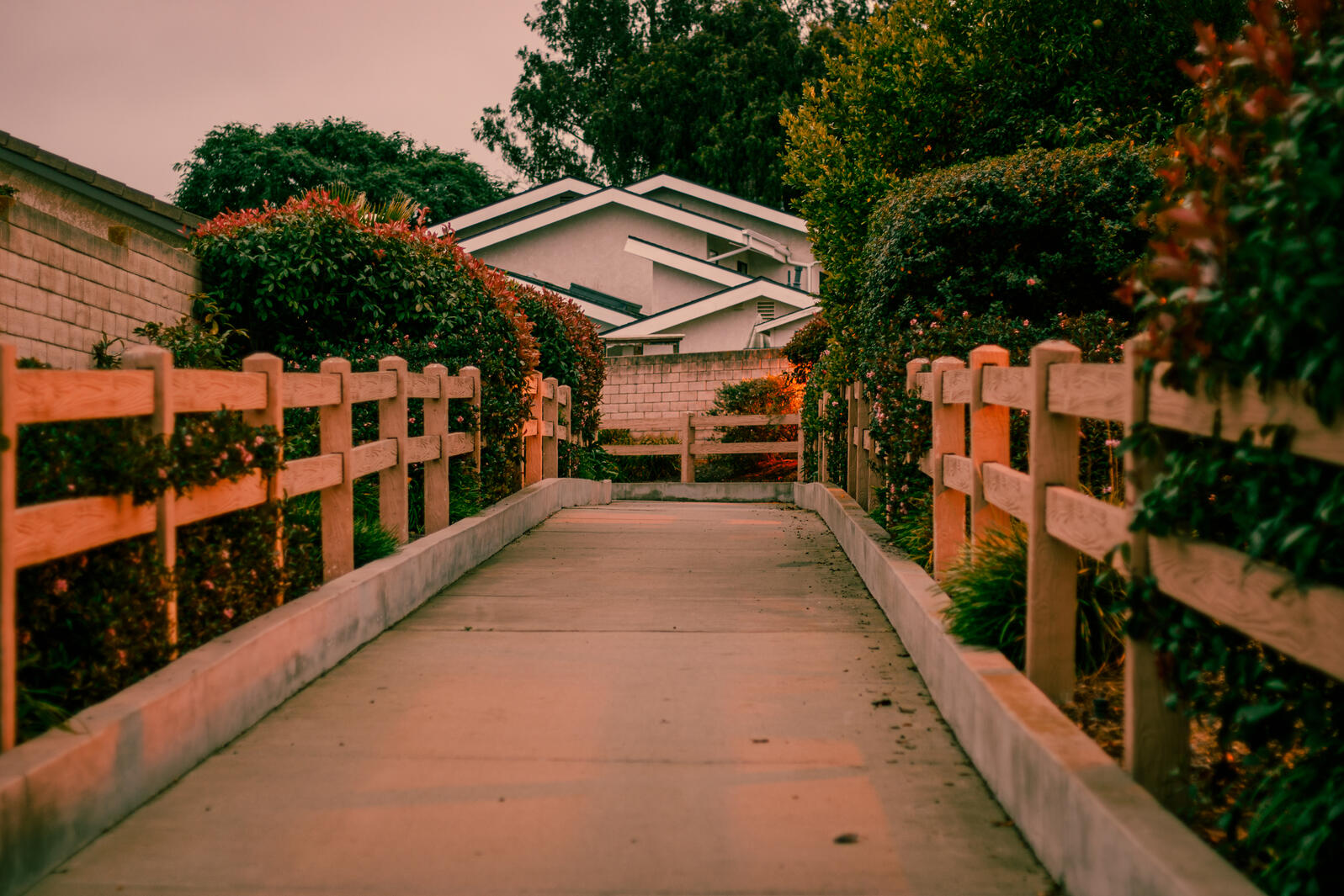A suburban cement pathway lined with a chest-high, split-rail style wooden fences. Behind these fences are various flowers and hedges. the side profile and various roof-edges of a house are visible in the center of the shot. The scene has a soft orange glo